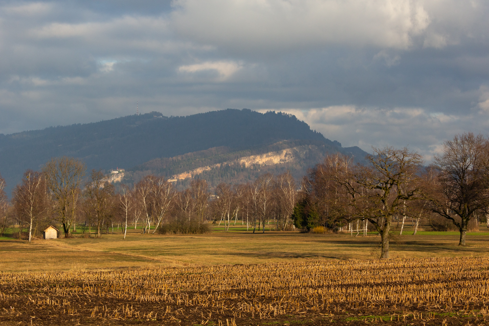 Lauteracherried im Jänner 62